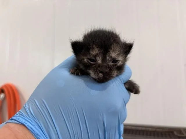 A baby small-sized female Domestic Long Hair cat named Lucy for adoption in San Bernardino, CA
