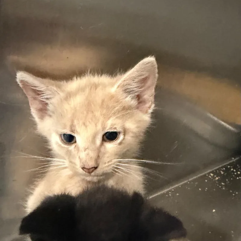 A baby small-sized male American Shorthair cat named Chai for adoption in Glen Rose, TX