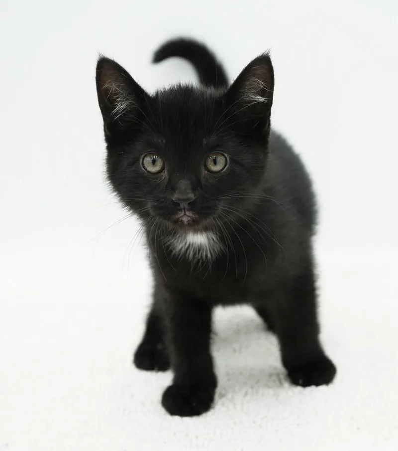 A baby small-sized male Black Bombay cat named Shadow Moon our stunning for adoption in Bedford Hills, NY