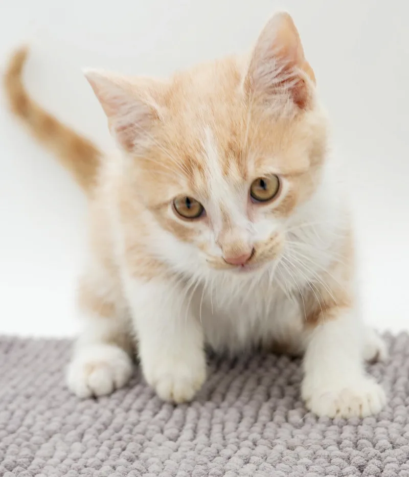 Otis is our main thumbnail 4