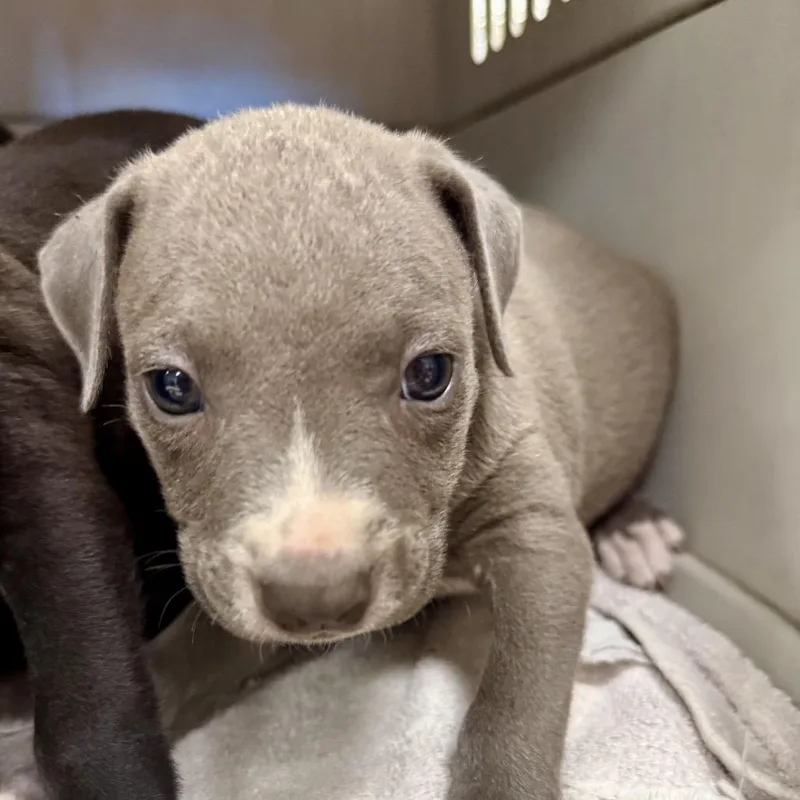 A baby small-sized male Gray / Blue / Silver Pit Bull Terrier dog named Alder for adoption in East Saint Louis, IL