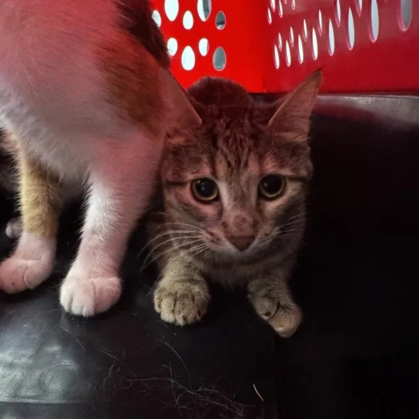 A young medium-sized female Domestic Short Hair cat named Reese for adoption in Des Moines, IA