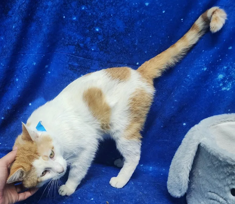 An adult medium-sized male Orange & White Domestic Short Hair cat named Colby Jack for adoption in Wetumpka, AL