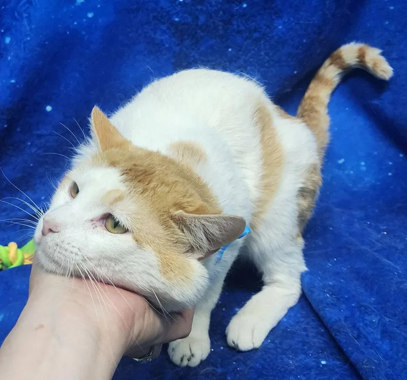 Colby Jack thumbnail 3