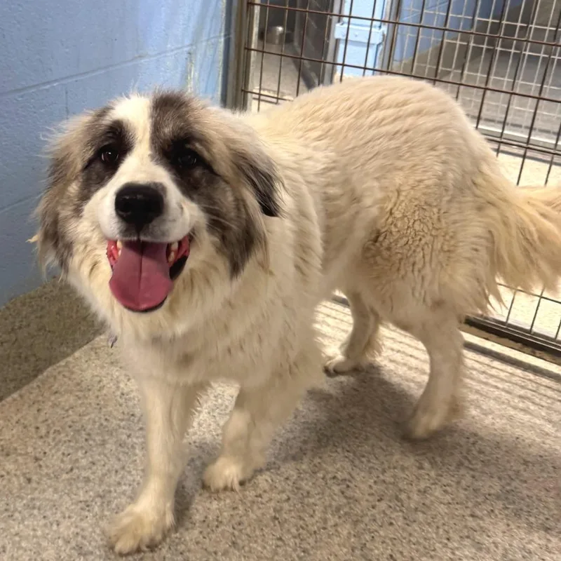An adult large-sized female White / Cream Great Pyrenees dog named Sugar for adoption in Falls Church, VA