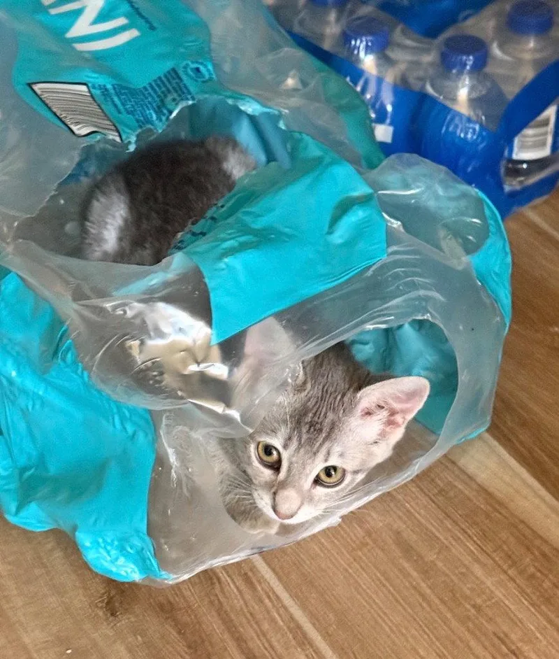 A baby small-sized female Domestic Short Hair cat named Dandelion for adoption in Saint George, UT