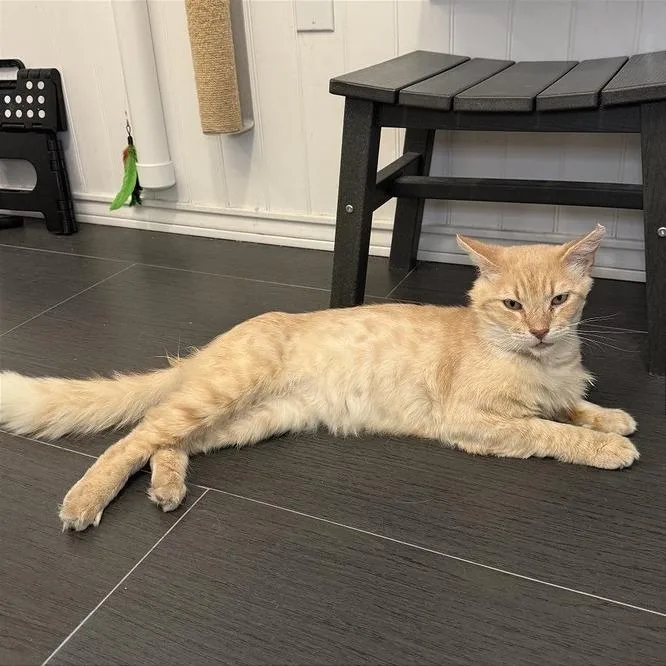 A senior large-sized male Domestic Short Hair cat named Wyseman for adoption in Los Angeles, CA