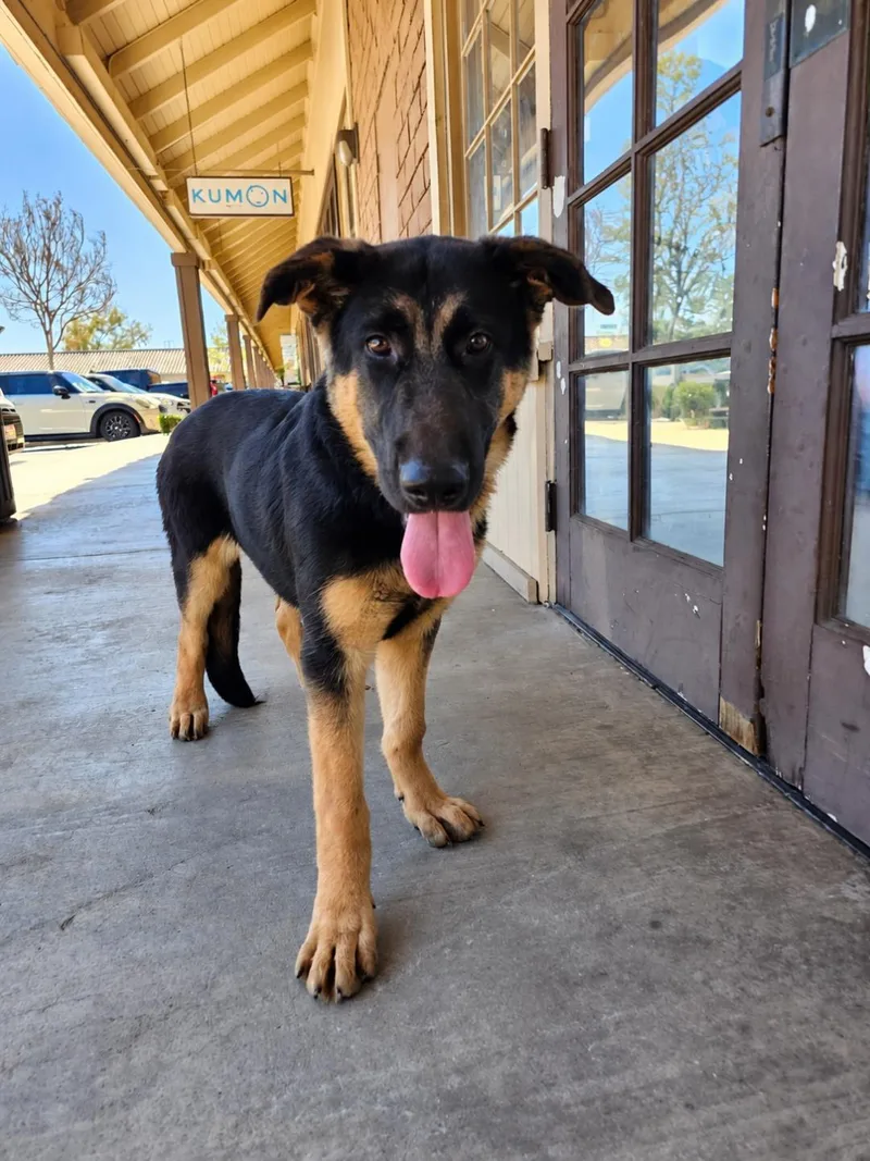 A young extra large-sized male Bicolor German Shepherd Dog dog named Tank for adoption in Newport Beach, CA