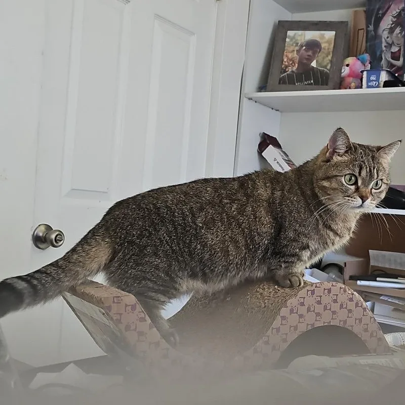 An adult medium-sized female Tabby (Buff / Tan / Fawn) Munchkin cat named Tater Tot for adoption in Pendleton, OR