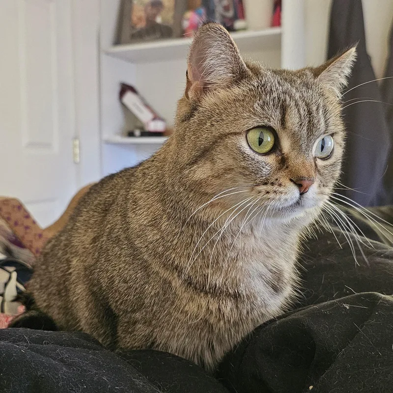 Tater Tot thumbnail 2