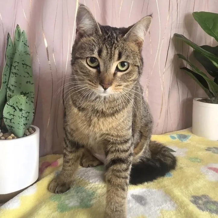 A young medium-sized female Tabby (Brown / Chocolate) Domestic Short Hair cat named Pumpkin for adoption in Long Beach, MS
