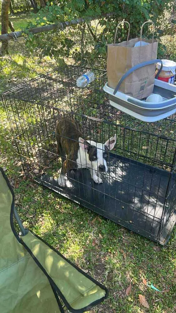 Starling thumbnail 2