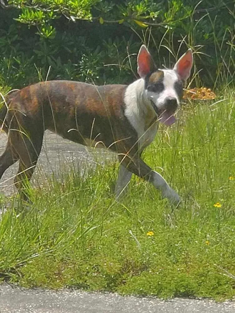 Starling thumbnail 3