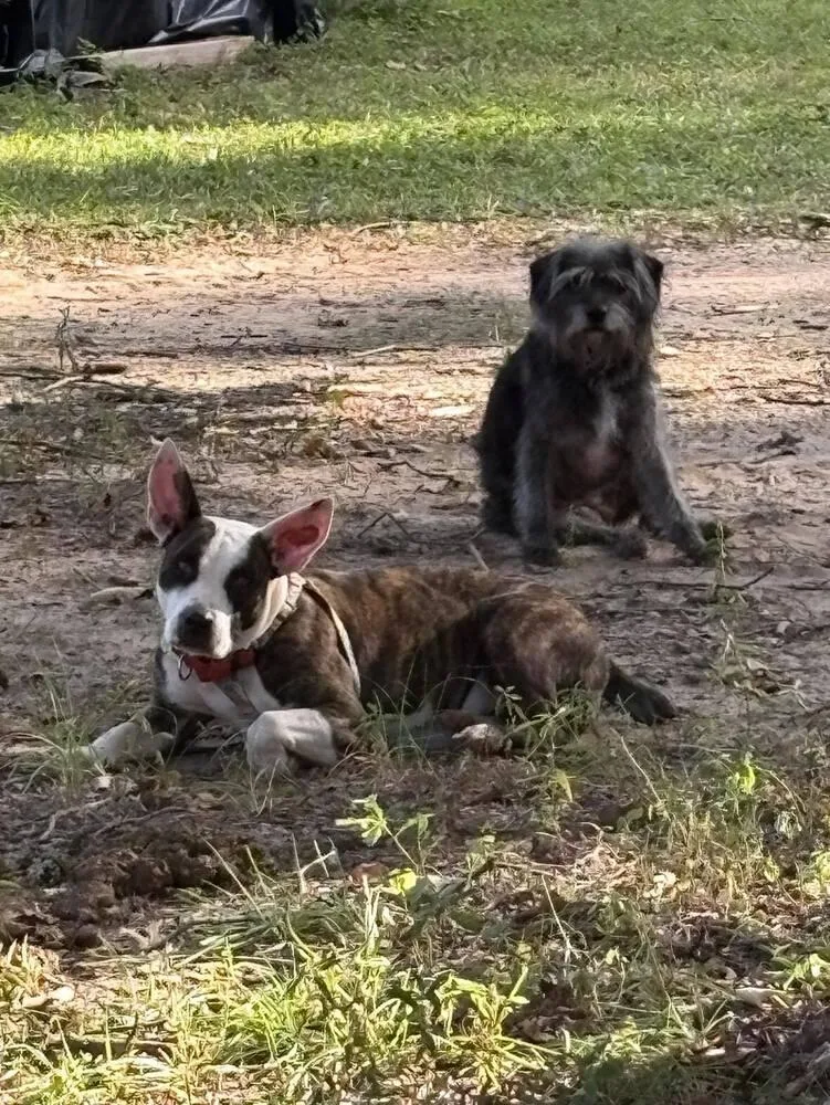 Starling thumbnail 4