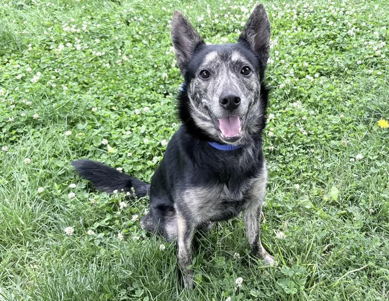 A senior medium-sized male Black German Shepherd Dog dog named Anakin for adoption in Columbus, IN