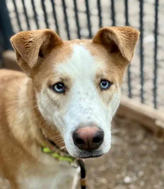 A young large-sized male Labrador Retriever dog named Leo for adoption in Tucson, AZ