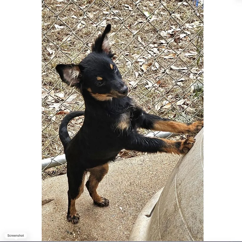 A baby small-sized female Chihuahua dog named Bloom for adoption in Uxbridge, MA