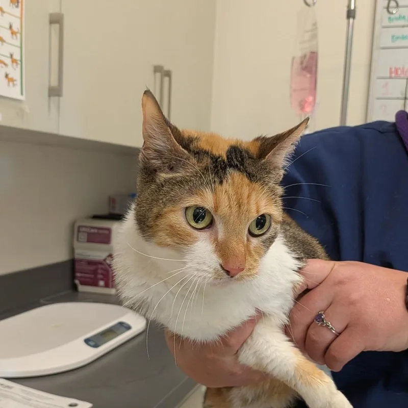 An adult medium-sized female Calico Domestic Short Hair cat named Avocatto for adoption in Matteson, IL
