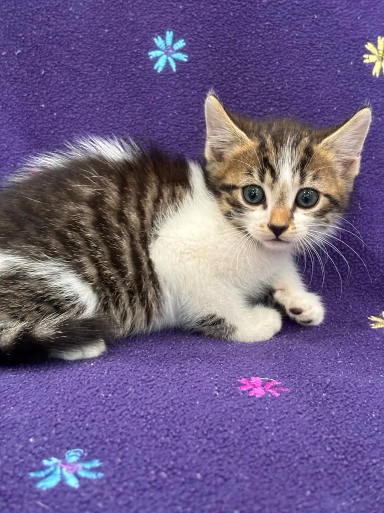 A baby small-sized male Domestic Medium Hair cat named Navy for adoption in Warrenton, NC