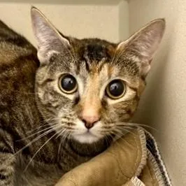 An adult small-sized female Domestic Short Hair cat named Leesha for adoption in Burlington, WA