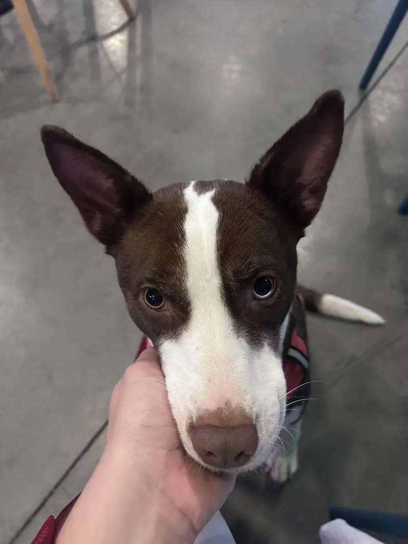 A young medium-sized female Brown / Chocolate Australian Shepherd dog named Maggie for adoption in Moyock, NC