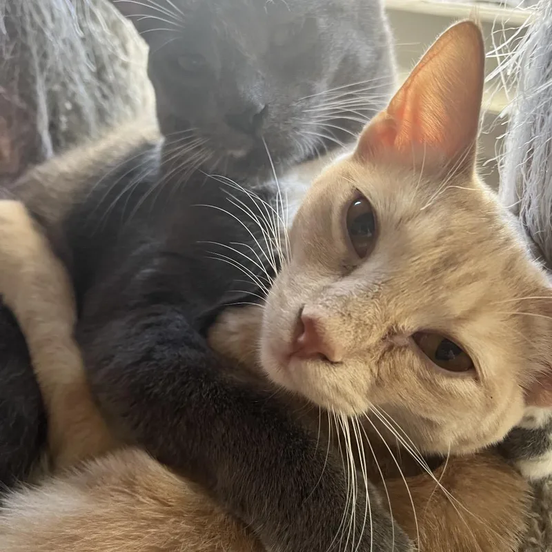A young large-sized male Buff / Tan / Fawn Domestic Short Hair cat named Ollie for adoption in Los Angeles, CA