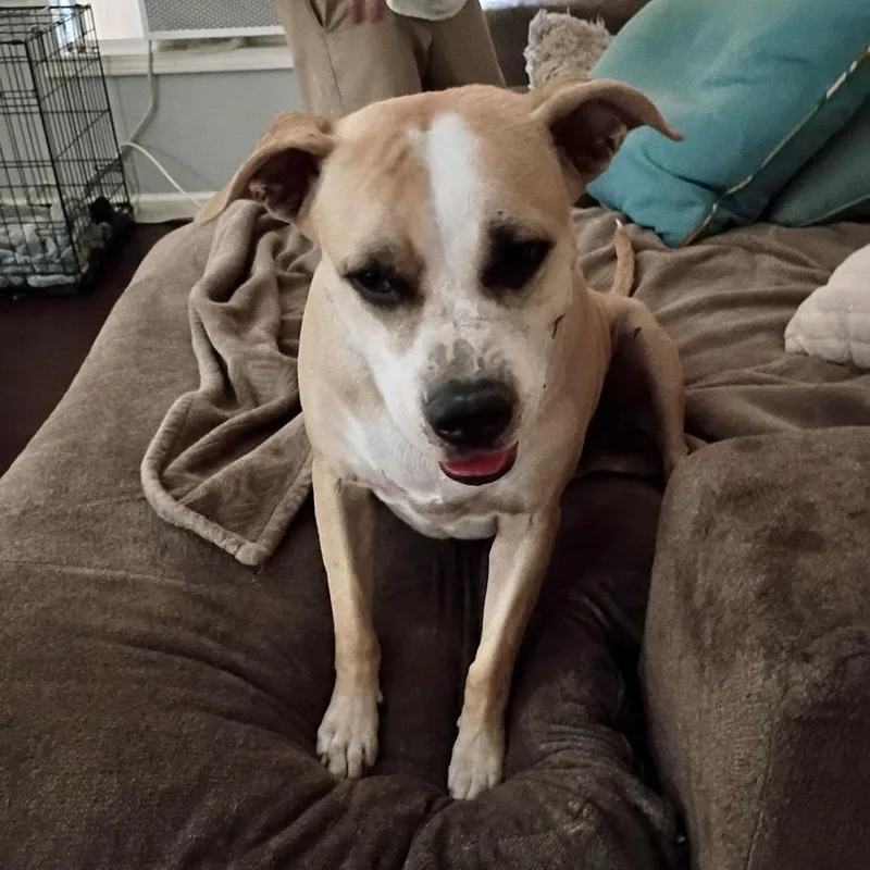 An adult large-sized female White / Cream American Staffordshire Terrier dog named Wynn for adoption in Houston, TX