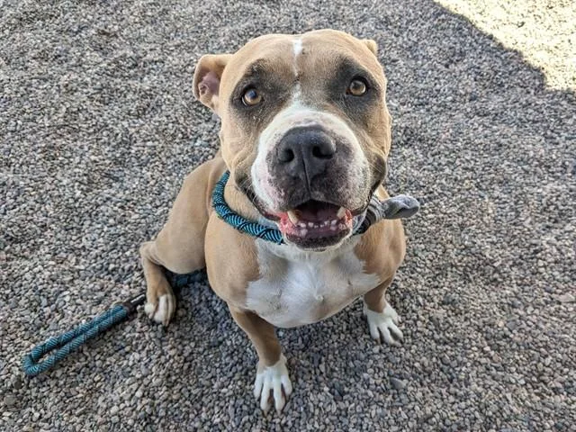 An adult large-sized female Pit Bull Terrier dog named Abigail for adoption in Mesa, AZ