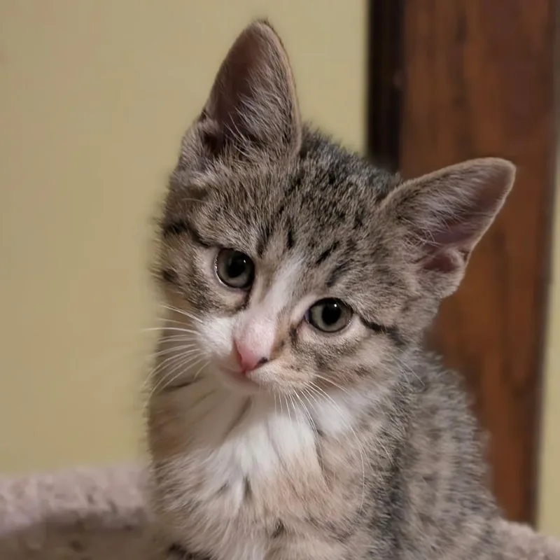 A baby small-sized female Brown / Chocolate Domestic Short Hair cat named Mayor McCheese for adoption in St. Paul, MN