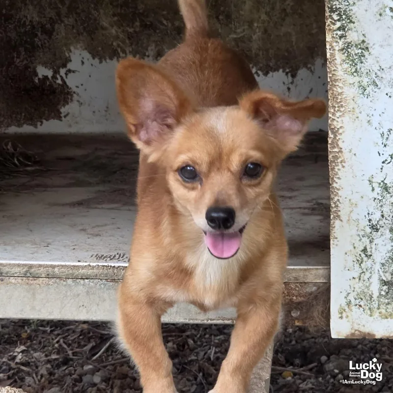 A young small-sized male Chihuahua dog named Fredo for adoption in Washington, DC