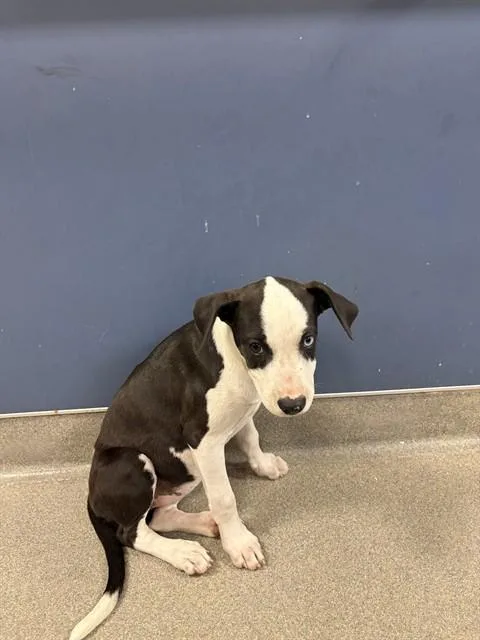 A baby small-sized female Pit Bull Terrier dog named Oreo for adoption in Miami, FL