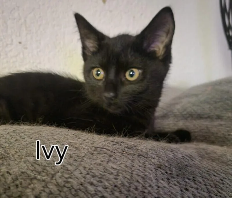 A young medium-sized female Black Domestic Short Hair cat named Ivy Mae for adoption in Adrian, MI