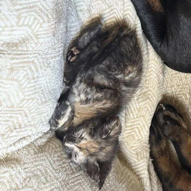A baby small-sized female Domestic Short Hair cat named Sable for adoption in Veneta, OR