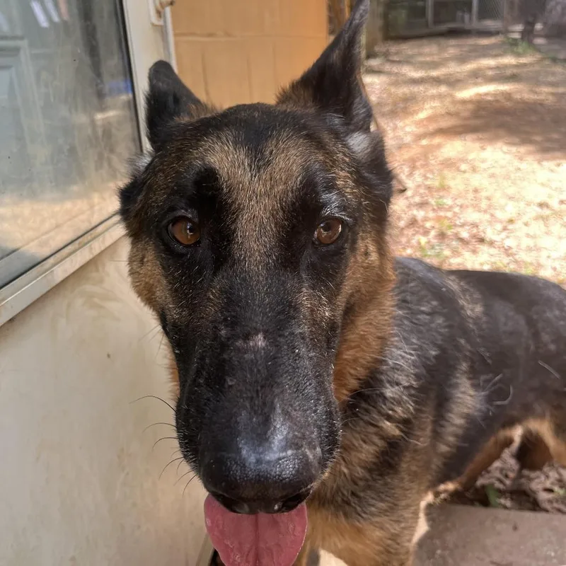 A senior small-sized male Brown / Chocolate German Shepherd Dog dog named Lucky for adoption in Enterprise, AL