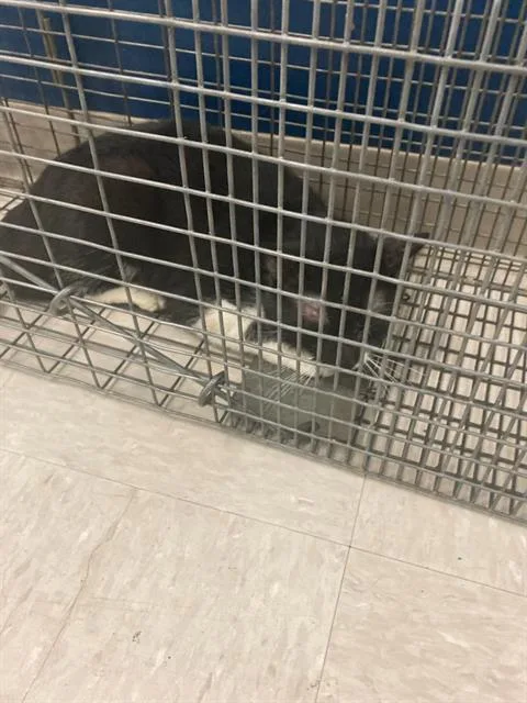 A young medium-sized female Domestic Short Hair cat named Chickadee for adoption in Olivette, MO