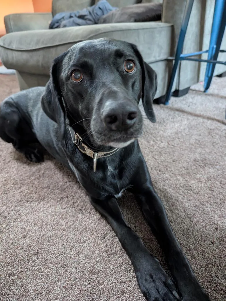 An adult medium-sized female Black Labrador Retriever dog named Ruby for adoption in Heber City, UT