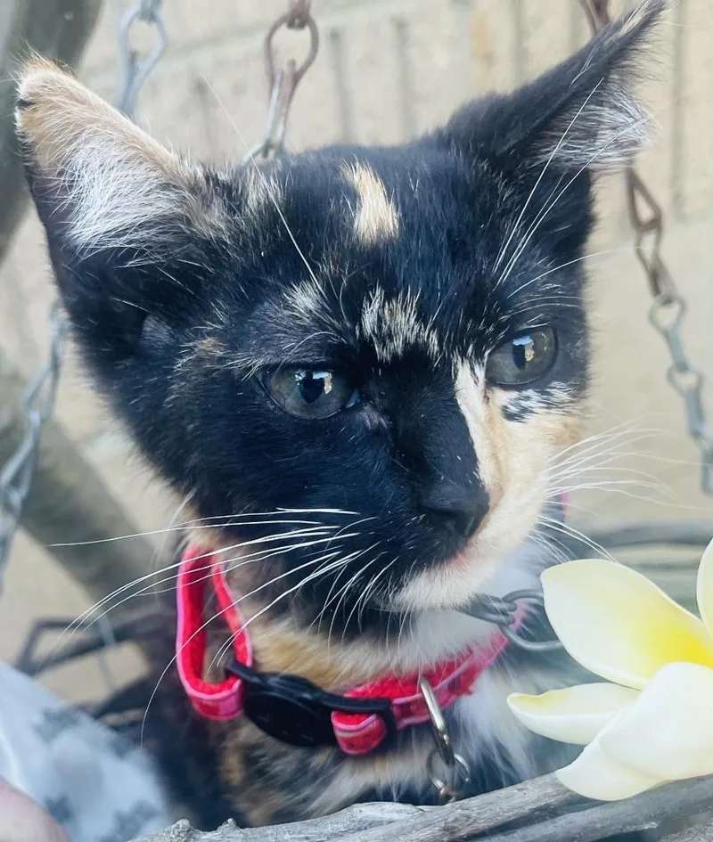 A baby small-sized female Domestic Short Hair cat named Savannah for adoption in HUNTINGTON BEACH, CA