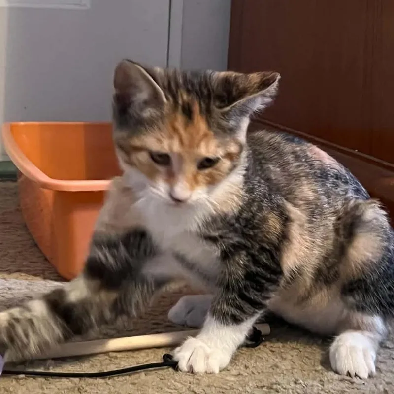 A baby small-sized female Gray / Blue / Silver Domestic Short Hair cat named Rumi for adoption in Willows, CA