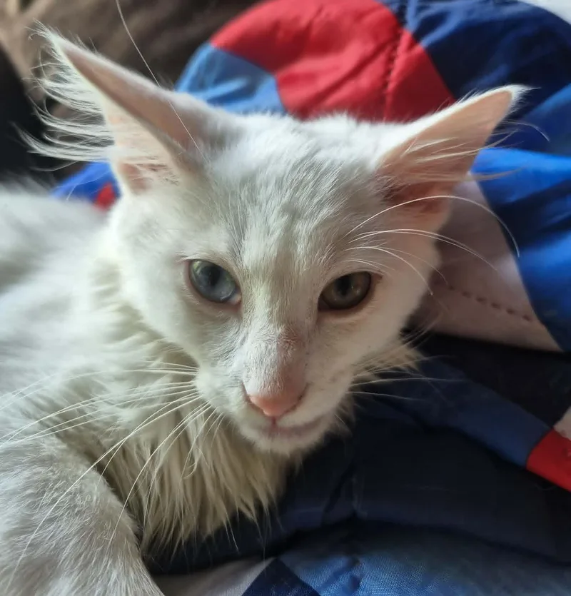 A young medium-sized male Domestic Medium Hair cat named Bowie for adoption in Floyd, VA