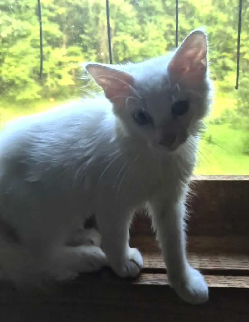 Bowie thumbnail 2