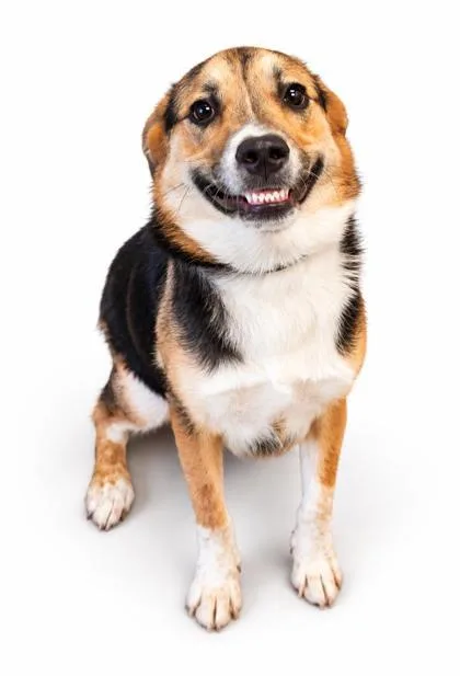 A young large-sized male German Shepherd Dog dog named Gavin for adoption in Bowling Green, KY