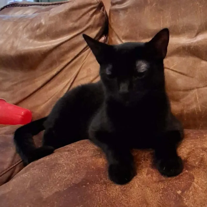 Biscotti