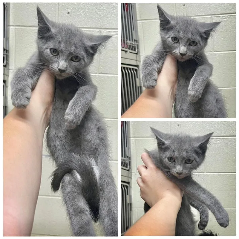 A young medium-sized male Domestic Short Hair cat named Vito for adoption in Dublin, VA