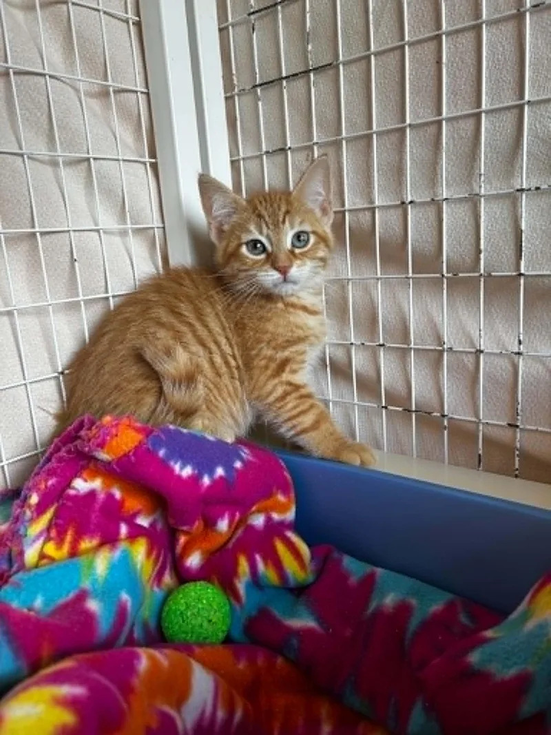A baby medium-sized male Orange & White Domestic Medium Hair cat named Edmund for adoption in Chambersburg, PA