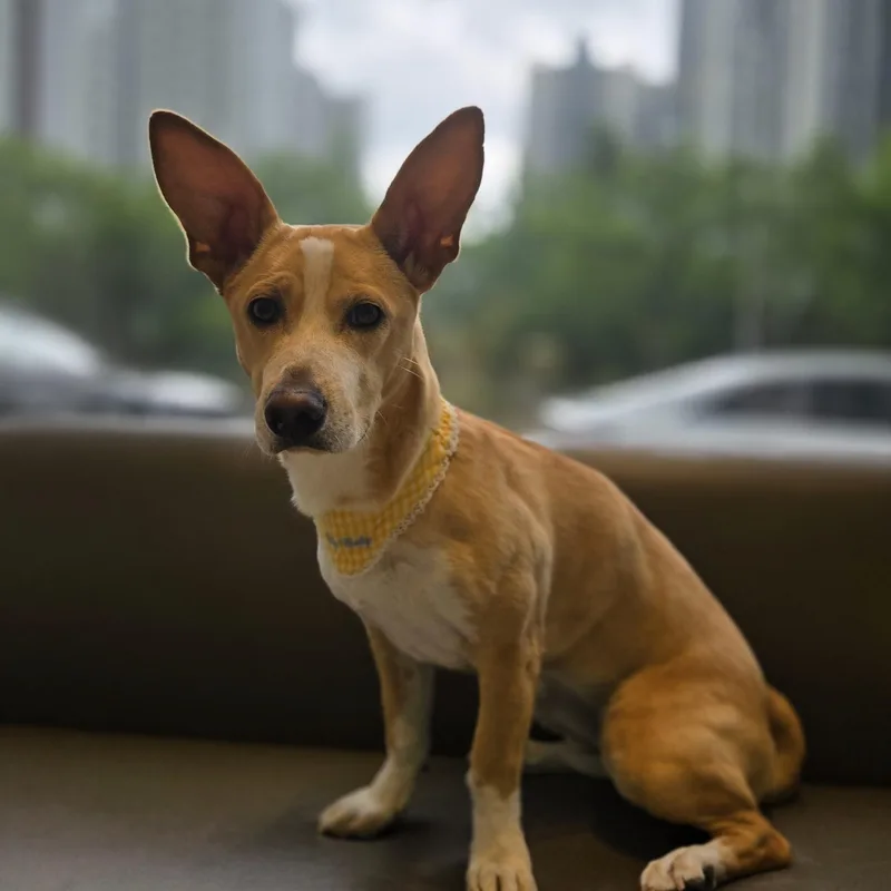Lily" thumbnail 2