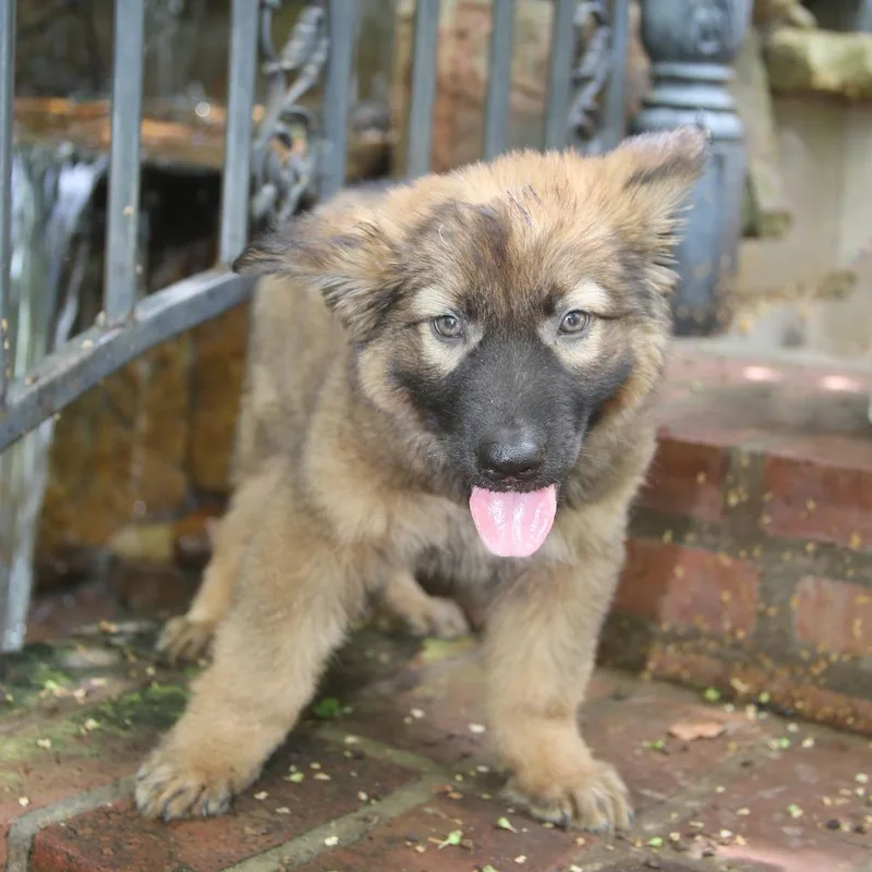 A baby large-sized male Brown / Chocolate German Shepherd Dog dog named Ace for adoption in Pawling, NY