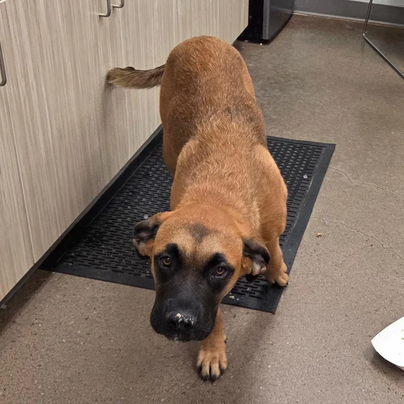 A young large-sized female Yellow / Tan / Blond / Fawn Black Mouth Cur dog named Marley for adoption in Chattanooga, TN
