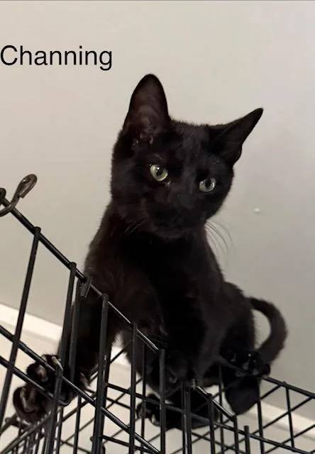 A baby medium-sized male Domestic Short Hair cat named Channing for adoption in Zimmerman, MN