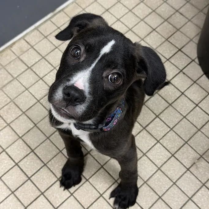 A baby small-sized male Black Mixed Breed dog named Rune for adoption in Camden, DE