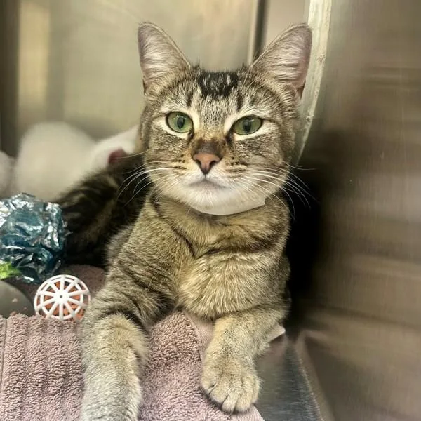 A young medium-sized female Domestic Short Hair cat named Panini for adoption in Walnut Creek, CA